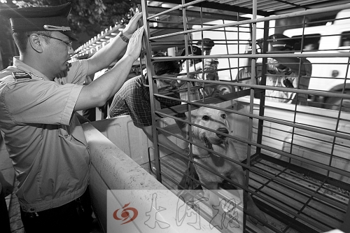 相關(guān)部門將加強(qiáng)管理，今年12月起烈性犬一律沒收。 （資料圖）