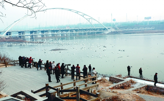 “哇!好多白天鵝?！? border=