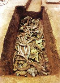 　　1月15日,青關山發(fā)掘出的大量象牙。攝影張磊　