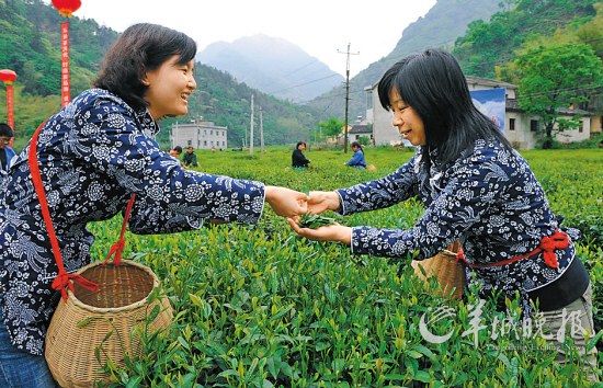 　　名茶六安瓜片原產(chǎn)地,游客身穿采茶女服裝在茶園體驗采摘新茶的樂趣。
