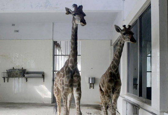 河南首次引進(jìn)的非洲長(zhǎng)頸鹿落戶(hù)鄭州