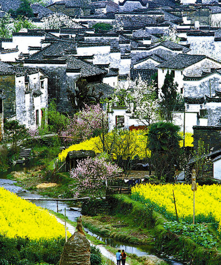 如何拍攝油菜花？達(dá)人教你7個拍攝技巧