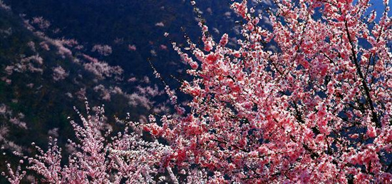 撿垃圾換玫瑰 女人節(jié) 愛(ài)在神農(nóng)山！