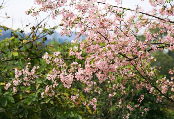春享峨眉，樂游其中，且玩且珍惜