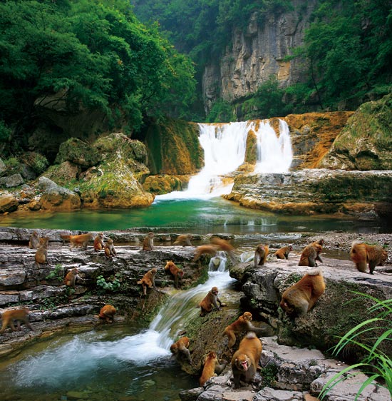 小長假游客扎堆蟒河、擠爆猴山