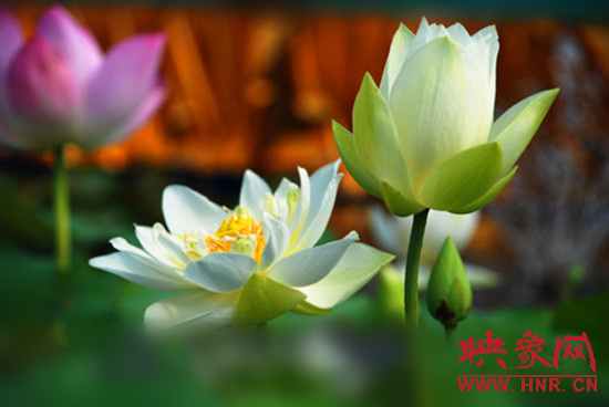 7月5日,第七屆淮陽荷花節(jié)將于7月8日正式拉開序幕。