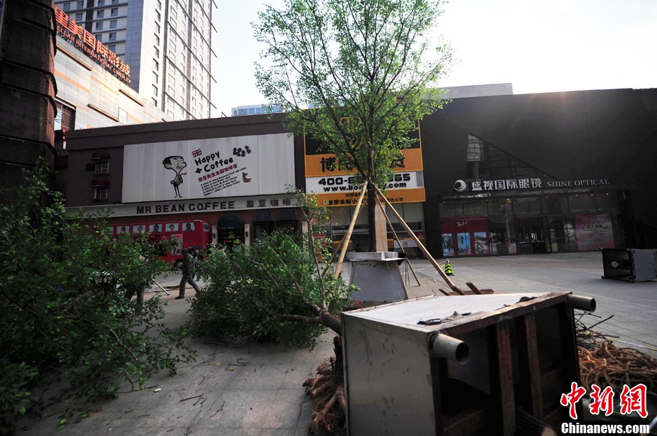 我和我的小伙伴們都驚呆了！沈陽真樹"種"上假樹葉