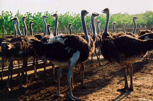 鴕鳥(niǎo)園精彩活動(dòng)邀您來(lái)參加