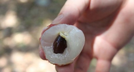 　　這就是傳說中的瓤肉瑩白如冰雪,漿液甘酸如醴酪。大家一下就摘了半筐。