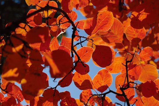 　　八達(dá)嶺紅葉　