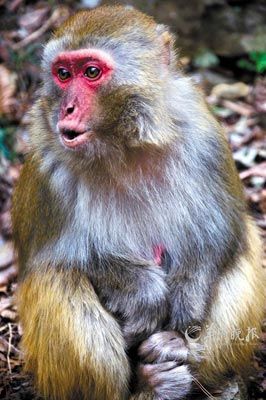 　　金鞭溪四周也是野猴的聚集地。