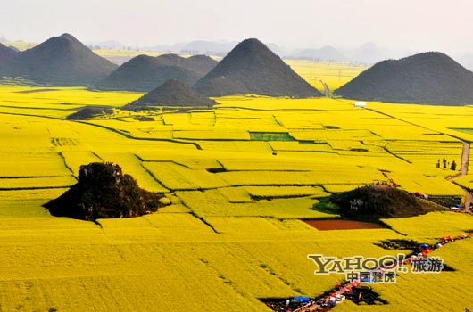 　　說到羅平, 無人不知,只因那有全國面積最大的油菜花田。(圖片來源:CFP)