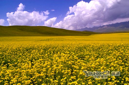 　　青海門源的油菜花景色甚為壯觀,十足的西部風(fēng)味。(圖片來源:CFP)