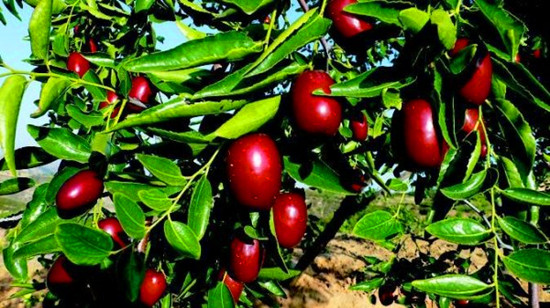 暢游黃帝故里 領略棗鄉(xiāng)風情