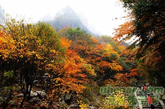 深秋去堯山賞紅葉、泡溫泉、拜大佛