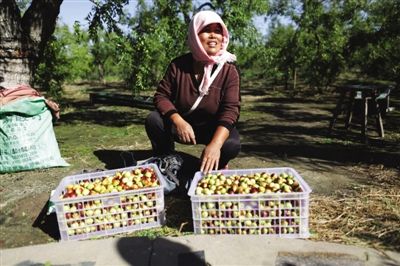 黃驊冬棗與梭子蟹齊名，但很多外地人并不知道它的好。