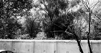 家長(zhǎng)們熱切盼望的天明路小學(xué)規(guī)劃地，就在這個(gè)郁郁蔥蔥的院里