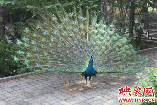 游客們來(lái)到動(dòng)物園可以近距離觀賞孔雀開(kāi)屏。