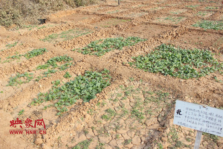 開(kāi)心農(nóng)場(chǎng)哦，你可以再這兒包地，無(wú)毒無(wú)公害綠色產(chǎn)品