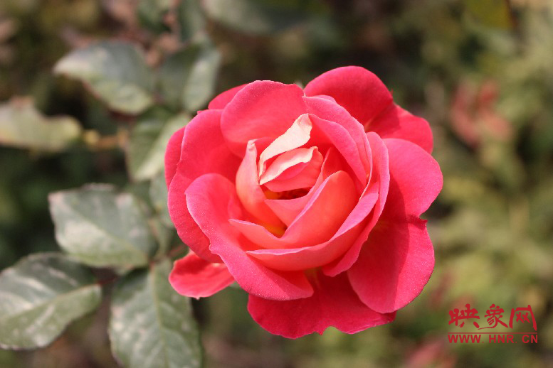 繼續(xù)賣(mài)弄中