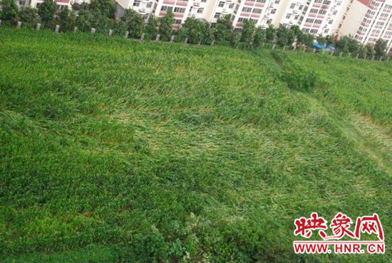 據(jù)映象網(wǎng)網(wǎng)友趙冠召反映，8月7日下午鄭州高新技術(shù)開發(fā)區(qū)突降暴雨冰雹，致使附近農(nóng)田近三分之一玉米倒伏