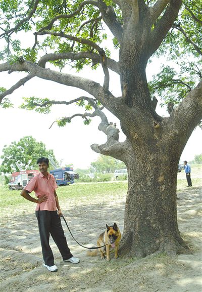 兩名少女在這棵樹(shù)上被吊死。