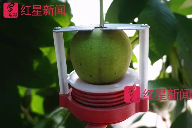 文玩核桃遇冷由幾萬一對降到5元沒人要？商戶否認