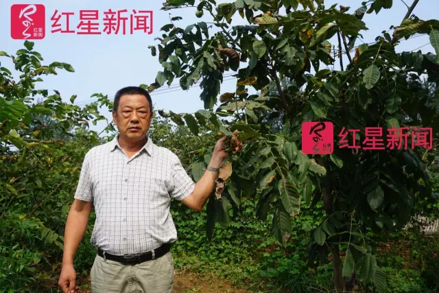 文玩核桃遇冷由幾萬一對降到5元沒人要？商戶否認