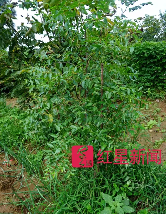 文玩核桃遇冷由幾萬一對降到5元沒人要？商戶否認