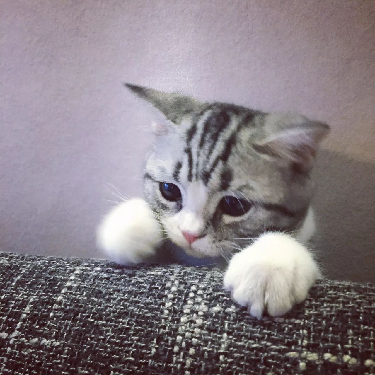 一只虛擬寵物貓叫價13億元？云養(yǎng)貓成真