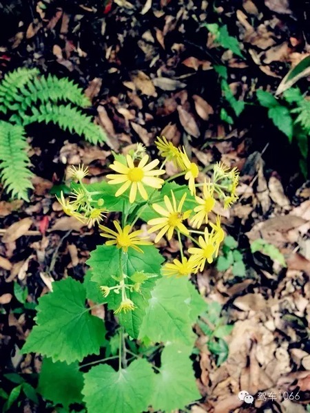 不僅有樹，還有美麗的小花花！