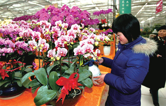 春節(jié)即將來臨，蝴蝶蘭依舊是節(jié)日花卉市場上最吸引眼球的品種，但銷量沒有去年同期好
