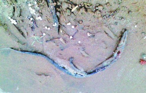 鄭州龍湖北岸大批量蛇鱔死亡 經(jīng)鑒定屬“外來(lái)戶”