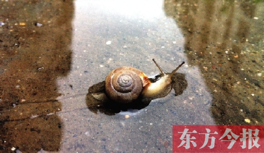 堵車俺不怕，就怕發(fā)大水，這不，一大早蹚水過街，現(xiàn)在已經(jīng)是下午了，俺還在馬路中間呢