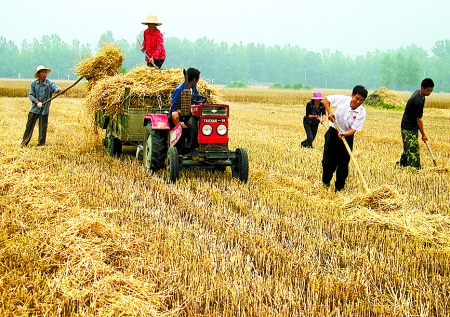 6月1日，舞鋼市礦建街道張我莊村幫扶隊(duì)員在幫村民收秸稈。