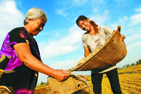 8月24日，內(nèi)黃縣城關(guān)鎮(zhèn)農(nóng)民在收獲早熟花生。