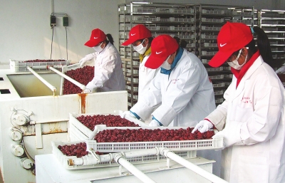 雖是寒冬，內(nèi)黃紅棗加工生產(chǎn)依然熱火朝天。