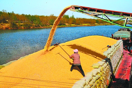 　　4月14日，中央儲(chǔ)備庫沈丘直屬庫正在沙潁河紙店碼頭裝船向外調(diào)運(yùn)玉米。近些年，沈丘縣先后在沙潁河沿