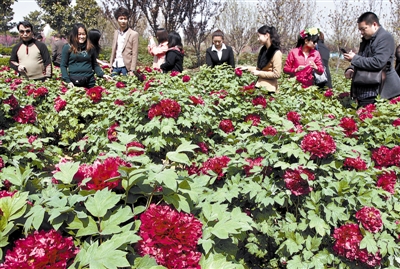 　 5日，國際牡丹園開園迎賓，連日來，慕名而來賞花踏青的游客絡(luò)繹不絕