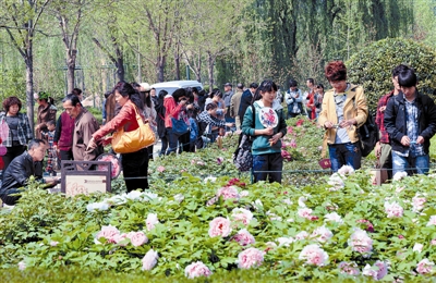  清明小長假期間，隋唐城遺址植物園內(nèi)游人如織