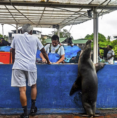 海獅變魚攤?？?排隊(duì)“購(gòu)買”金槍魚