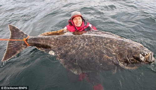 瑞典男子捕獲巨型比目魚(yú)