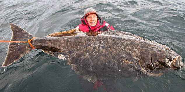 瑞典男子捕獲巨型比目魚(yú)