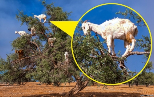 山羊爬樹(shù)尋食一幕