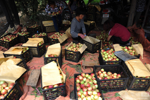 陜西：果農(nóng)將滯銷桃倒進河道