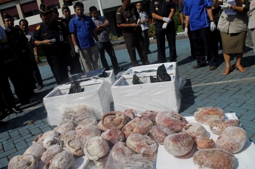 印尼海關查獲并銷毀1.3噸冷凍穿山甲