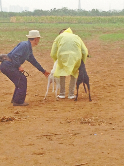上場(chǎng)前，狗主人進(jìn)場(chǎng)撫摸自己的愛犬，給它打氣加油。