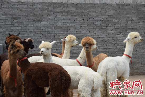 今年11月-12月,我省將再從智利引進(jìn)210只羊駝。