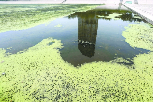 幾近干涸、臭氣熏天、長(zhǎng)滿水草的東風(fēng)渠，已不見(jiàn)往日容顏　 記者 侯建勛/攝