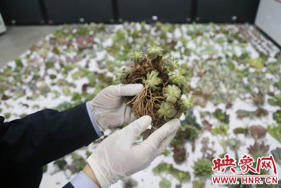 這些被截獲的多肉植物郵件面單上的品名大多申報為“禮物”、“衣服”等，屬于瞞報行為。